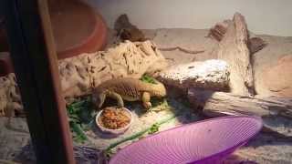 Microlepis Egyptian Uromastyx Eating a Trick Snack [upl. by Garvy]