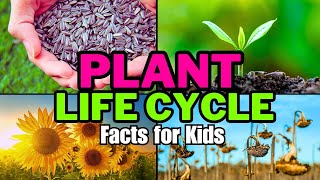 Plant Life Cycle Facts For Kids [upl. by Tamqrah511]