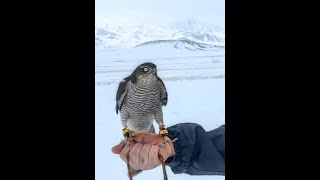 sparrohawk attack woodpeckerkestrel attack on the hawkfalconry hunting falconry in iran [upl. by Hgielac315]