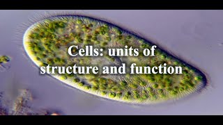 أحياء الفصل الثاني cells جامعة الطائف [upl. by Aniram]