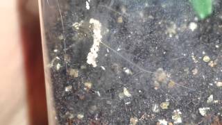 Possible Springtails in my Ts enclosure [upl. by Evslin]