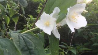 Jasmin des Poètes Philadelphus coronarius ou Seringat des jardins [upl. by Mayne]