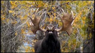 Awesome Bull Moose [upl. by Lajes]