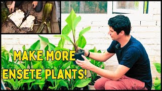 How to make more Ensete Banana plants Propagation Guide [upl. by Nylidnarb]