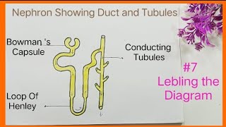 How To Draw Nephron Diagram  Nephron Drawing  Structure of Nephron Chitr Step By Step nephron [upl. by Asilav39]