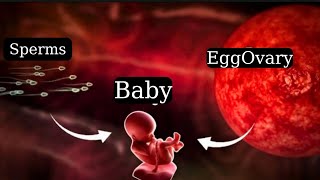 Sperms and Eggs  Fertilization Process  Baby Development  Pregnancy Explained [upl. by Dewey]