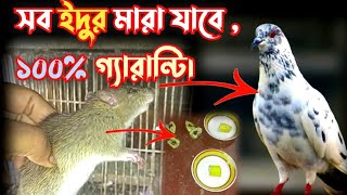 ইদুর মারার কৌশল  ইদুর তারানোর কৌশল  ইদুর সমস্যার সমাধান  কবুতরের লফটের ইঁদুর তারান। [upl. by Herahab]