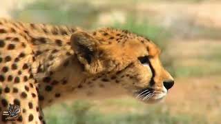 Deer Vs Cheetah hindi wildanimals wildlife hindi [upl. by Rabassa148]