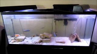 Step by Step 75g Peacock and Haplochromis Tank Set Up [upl. by Refinnaj532]