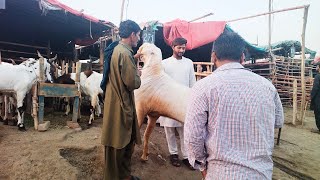 Maal Hi Maal Hogya Mandi Main  Live Soda  Qurbani 2023 [upl. by Jody]