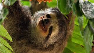 Interesting facts about pale throated sloth by weird square [upl. by Rolo]