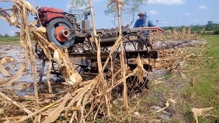 traktor mesin Dongfeng trabas pohon jagung [upl. by Dermot686]