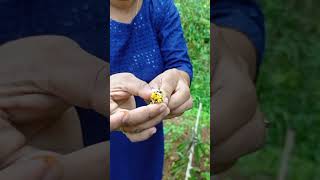 ഗാക് ഫ്രൂട്ട്  Gac Fruit in Kerala [upl. by Hershell556]