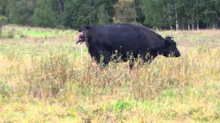 FULL Live Cow birth Michigan [upl. by Rivi]