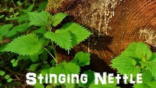 The Northwest Forager Ep 3 Stinging Nettle [upl. by Htor]