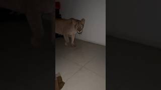 The Lion Attacked This Man shortsvideo [upl. by Aenat538]