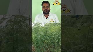 அகத்தி பயிர் அறுவடை  Agathi Crop Harvest Stage natural tree agroproducts organic shorts [upl. by Laurance]