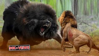 Lion Vs Tibetan Mastiff Video Tibetan Mastiff Vs Lion In a RealFight PITDOG [upl. by Llennyl]