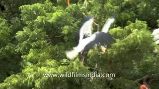 Painted storks heronry at Bhavnagar  Gujarat [upl. by Nav642]