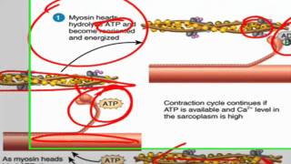 Sliding filament theory of muscle contraction [upl. by Onibas]