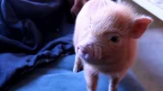 Samson the Mini Pig [upl. by La881]