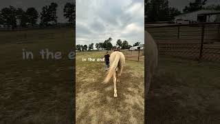 💕 horse palomino horseenthusiast equestrian barrelracing barrelhorse [upl. by Aleta]