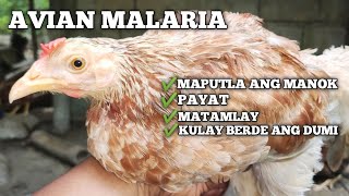 AVIAN MALARIA TREATMENT [upl. by Arikat261]