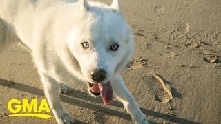 Neurodivergent husky walks with a prance and inspires people around the world l GMA [upl. by Cung]