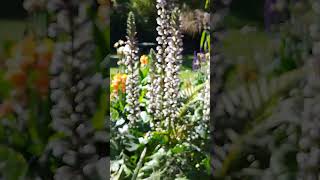 SEEDS OF BEAR’S BREECHES  ACANTHUS MOLLISshortsn [upl. by Everest621]