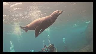 Galapagos Sealions [upl. by Anyg]