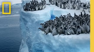 Emperor penguin chicks jump off a 50foot cliff in Antarctica NEVERBEFOREFILMED FOR TV  Nat Geo [upl. by Braden]