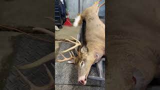 Another 8 pointer deer deerhunter wildlife huntinglifestyle animals [upl. by Leverick138]