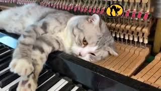 Piano woogie boogie massages for meow [upl. by Arze]