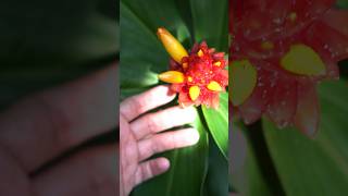 Costus Genus is Underrated Here’s Why [upl. by Arther]