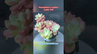 Pachyphytum Loushen cluster P100 Price 45📱 1 408 8831933 succulent succulents [upl. by Torey]