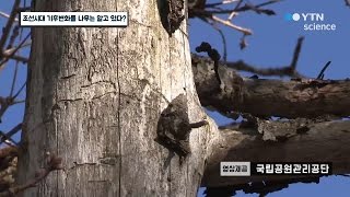 조선시대 기후변화를 나무는 알고 있다  YTN 사이언스 [upl. by Suivatna]