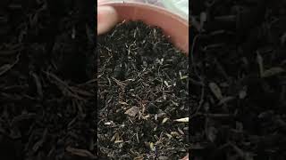 How to propagate foxtail fern from seeds and repotting [upl. by Kassel335]