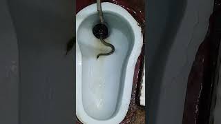 Toilet snake rescueyoutube shorts viral [upl. by Loseff]