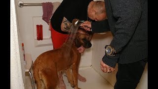 How to Bathe a Feral Dog Great Dane Mastiff Mix  Dog Whisperer BIG CHUCK MCBRIDE [upl. by Arral19]