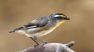 Striated Pardalote [upl. by Lleumas]