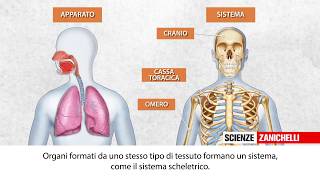 Lorganizzazione del corpo umano [upl. by Marl138]