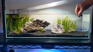 LONG STYLE AQUASCAPE  Community Planted Fish Tank  UNS 60 long [upl. by Lenore445]