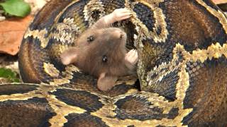 Python eats Rat 06 Time Lapse Speed x4 [upl. by Keeton426]