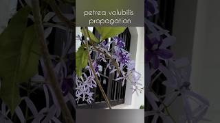 Petrea volubilis propagation  2 ways to propagate petrea  Sandpaper vine ytshorts homegarden [upl. by Iohk792]