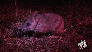 Eastern Barred Bandicoots released on Churchill Island [upl. by Ethbin]