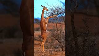 A brief introduction to 🥰Gerenuk😃horts youtubeshorts animals [upl. by Sewellyn]