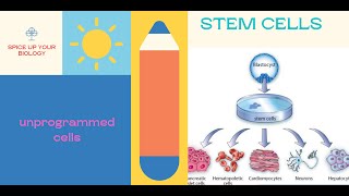 Stem Cell how does it stay undifferentiated [upl. by Elirpa335]