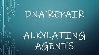 Repair of DNA damage by alkylating agents [upl. by Ruhtua]