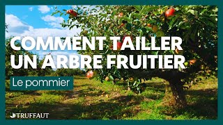 Comment tailler un arbre fruitier  le pommier  Truffaut [upl. by Erma]