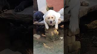 Labour dog Viral video Youtubeshort short video viral [upl. by Leval]